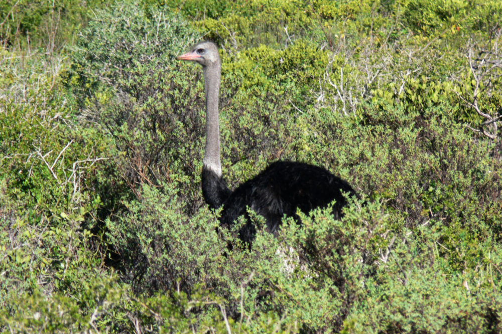 West Coast National Park Ostrich Ostrich in West Coast National Park South Africa