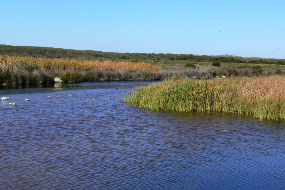 West Coast National Park Wetland Wetland in West Coast National Park South Africa