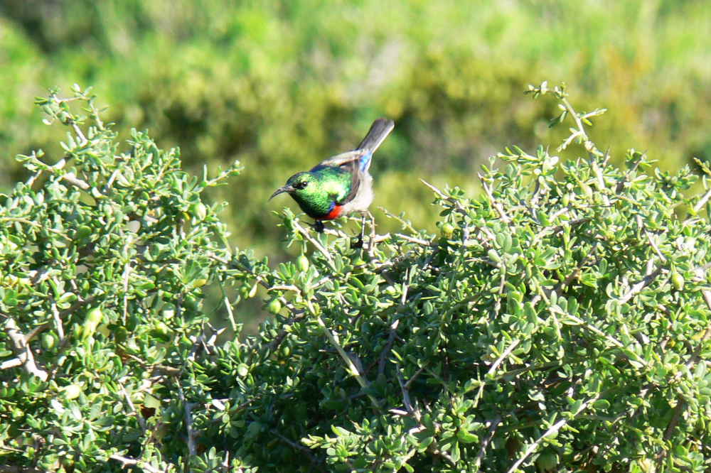 Sunbird Sunbird in West Coast National Park South Africa