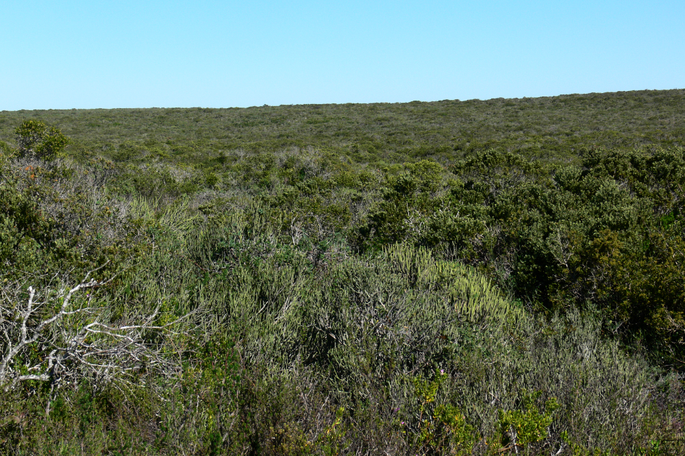 West Coast National Park Landscape and trees in West Coast National Park South Africa
