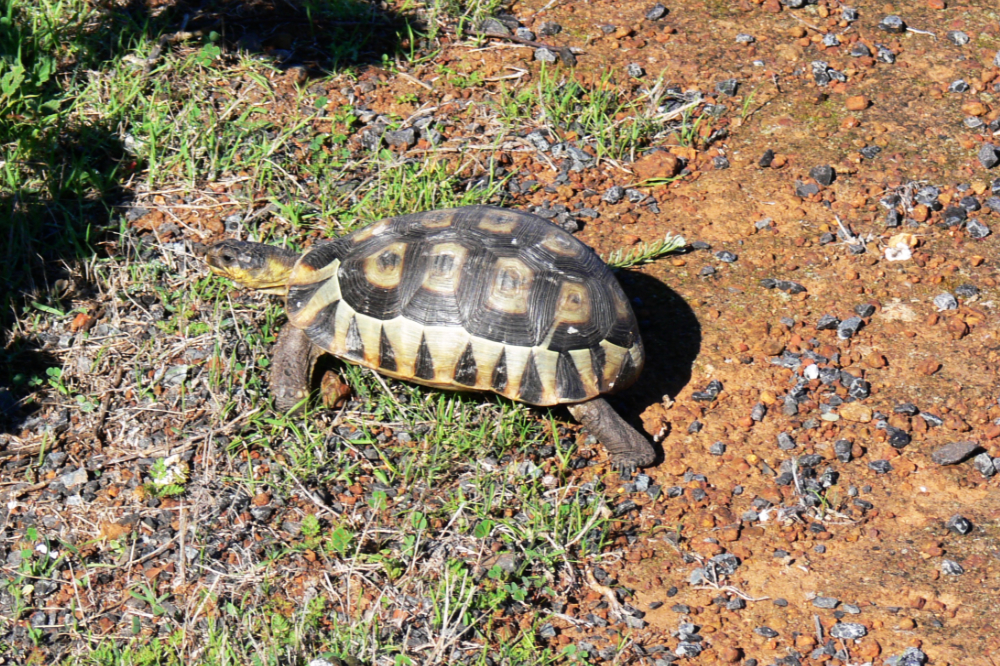 West Coast National Park Tortoise Tortoise in West Coast National Park South Africa