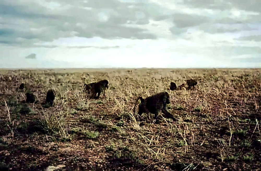 Baboons Baboons in Tanzania