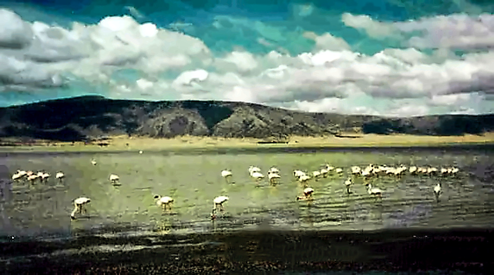 Flamingos Flamingos in Ngorongoro Crater