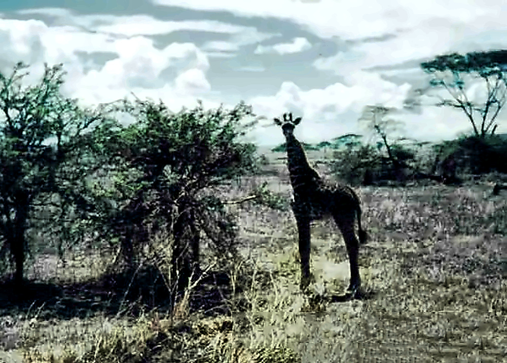 Giraffe Giraffe in Tanzania