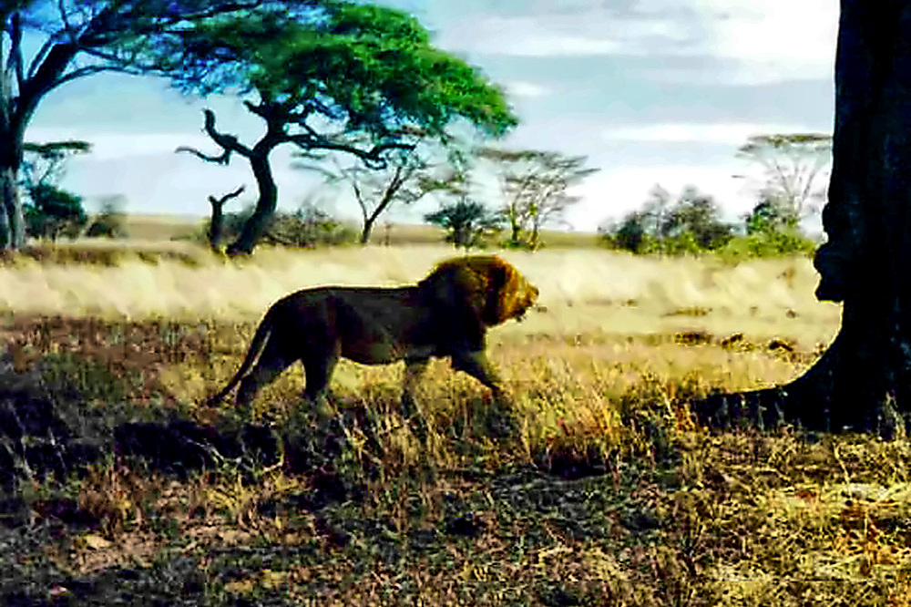 Lion Lion in the Serengeti
