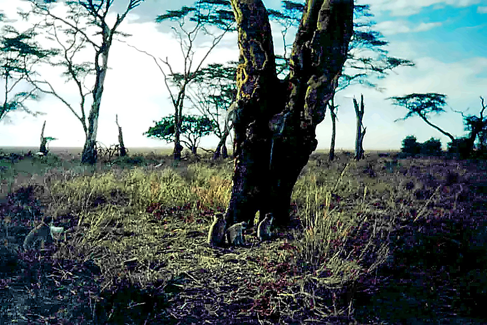 Monkeys Monkeys in Tanzania