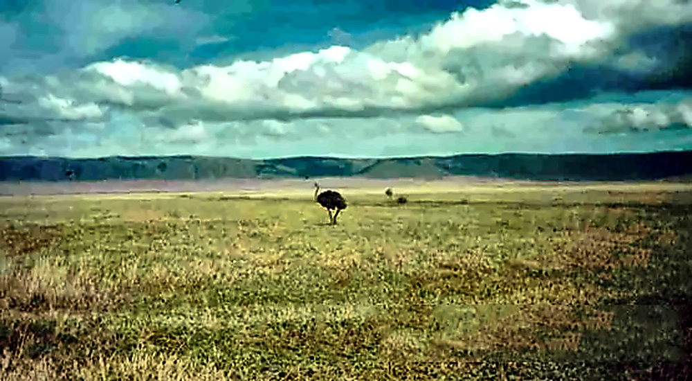 Ostrich Ostrich in Ngorongoro Crater