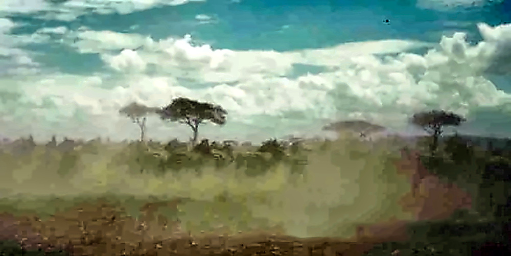 Herd of Zebras Herd of zebras in Tanzania