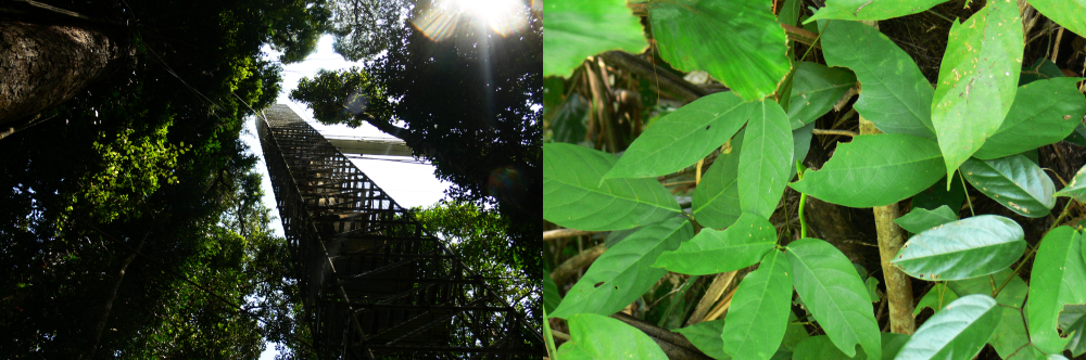 Tropical rainforest in Temburong, Brunei