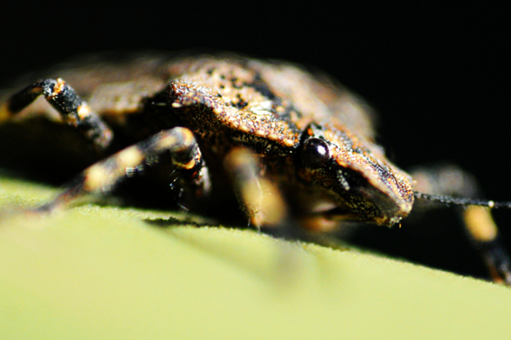 Stink Bug Close-up macro photograph of a stink bug near Dallas Texas