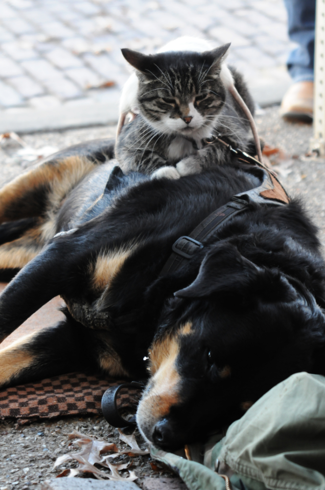 Dog and Cat in Fort Worth Dog and cat photographed in Fort Worth, Texas