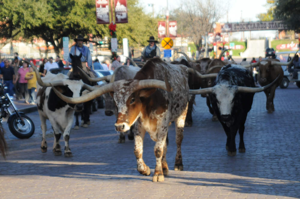 Fort Worth Stockyards Cattle Drive Texas Longhorn cattle drive through the Fort Worth Stockyards