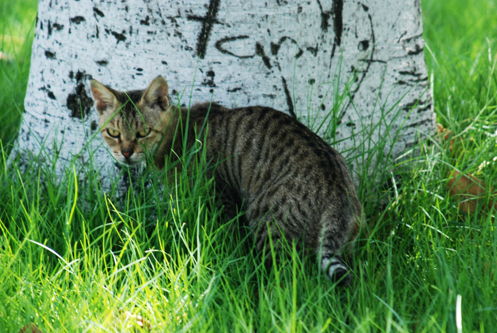 Cat resting in Hili Archaeological Park