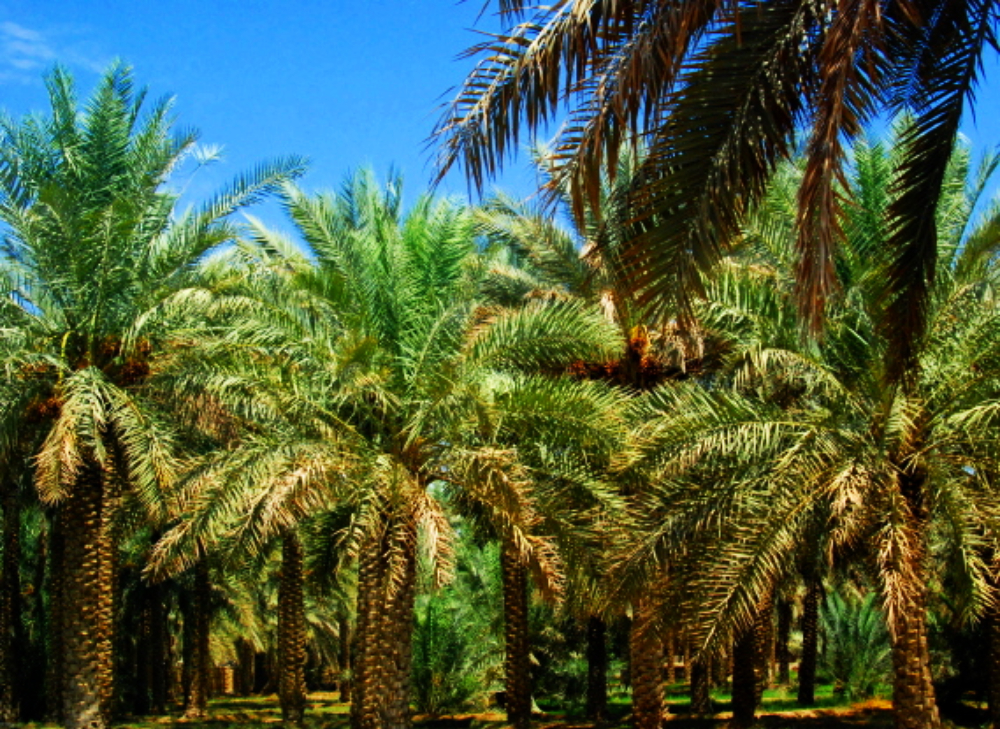 Green palm groves of Al Ain Oasis in the United Arab Emirates