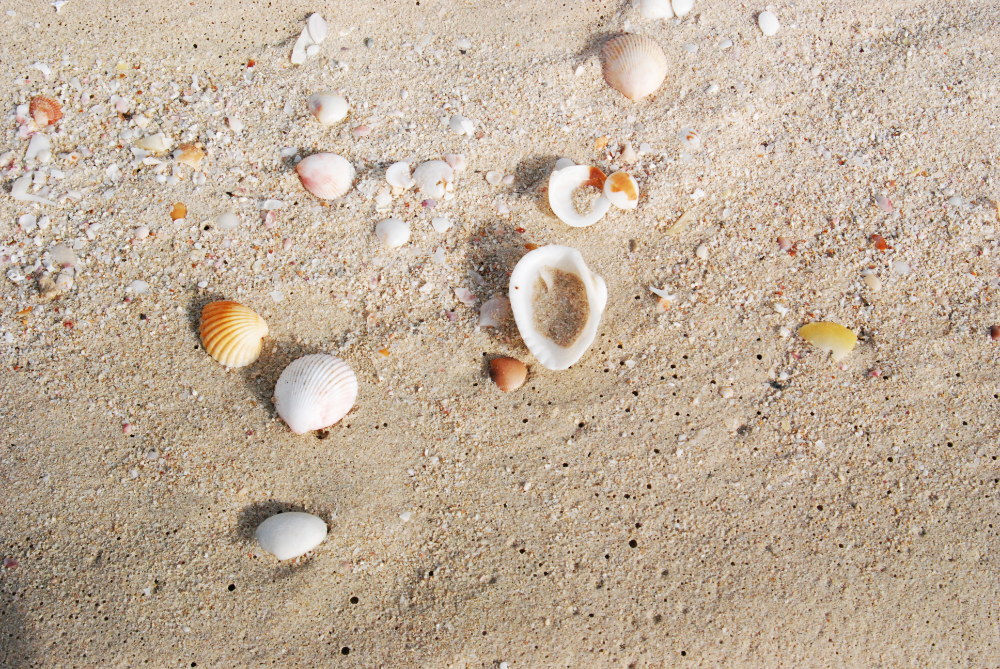 Seashells scattered along a beach in Dubai