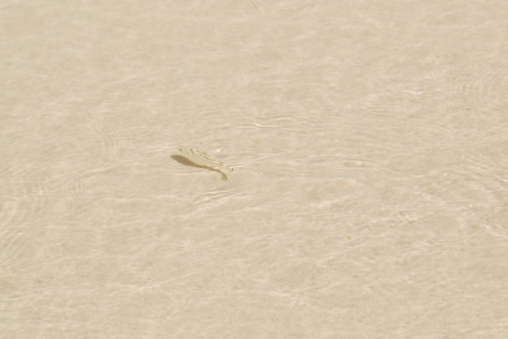 Camouflaged striped fish in the clear shallow waters of Dubai
