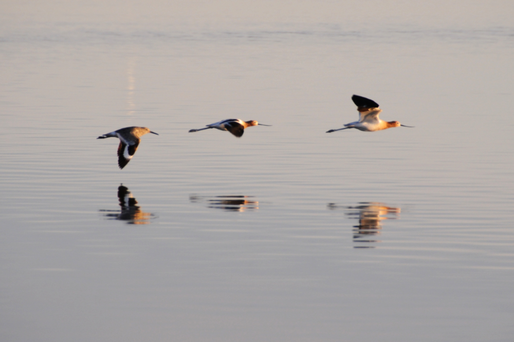 American Avocets American avocets at the Great Salt Lake Utah