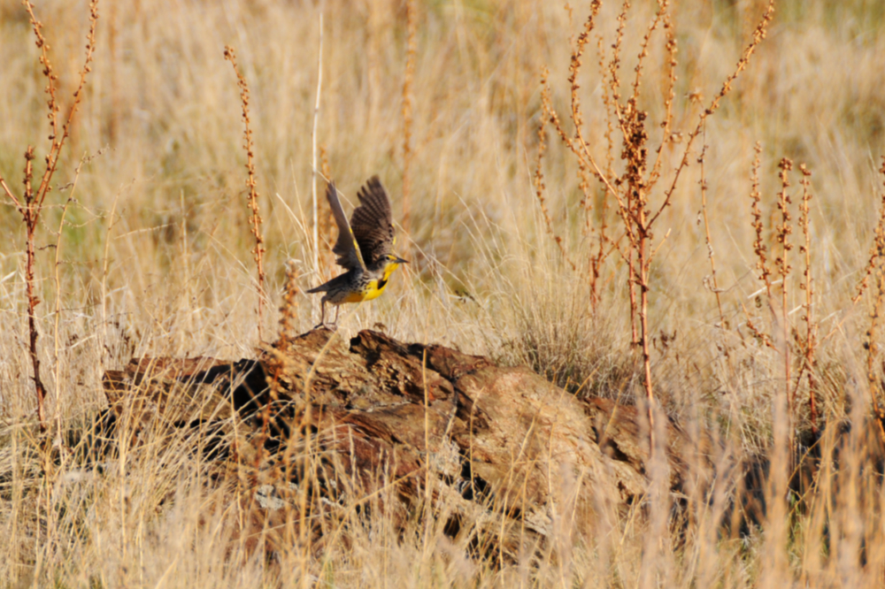 Western Meadowlark Western meadowlark on Antelope Island Utah