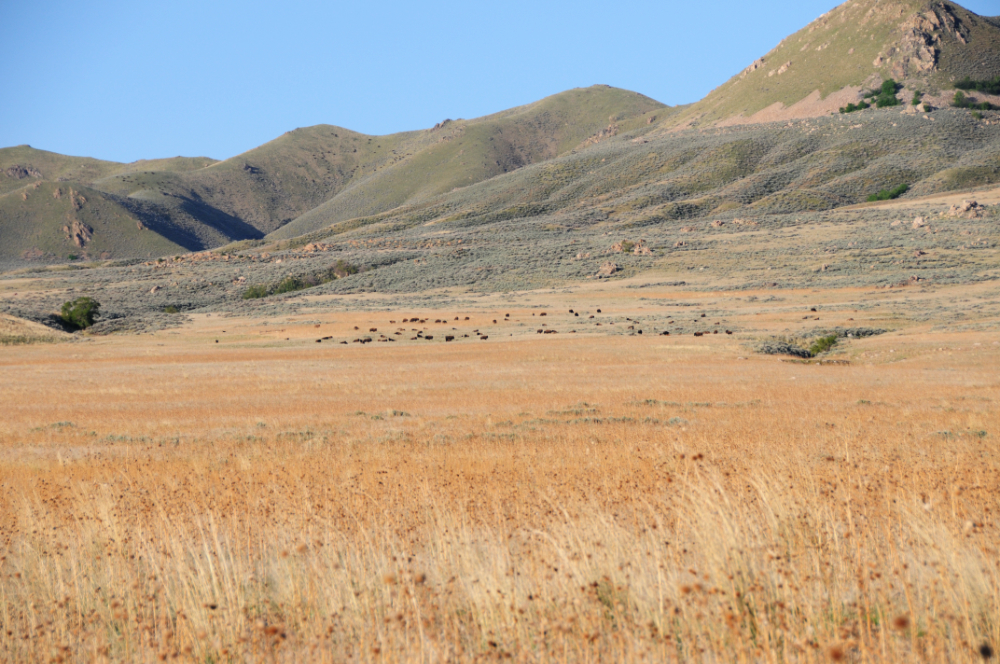 Bison Herd Bison herd on Antelope Island Utah