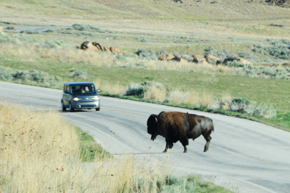 Bison Crossing Bison crossing the road on Antelope Island Utah