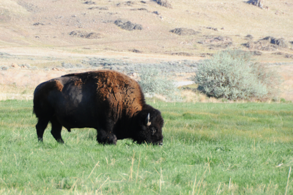 Bison Wild bison on Antelope Island Utah