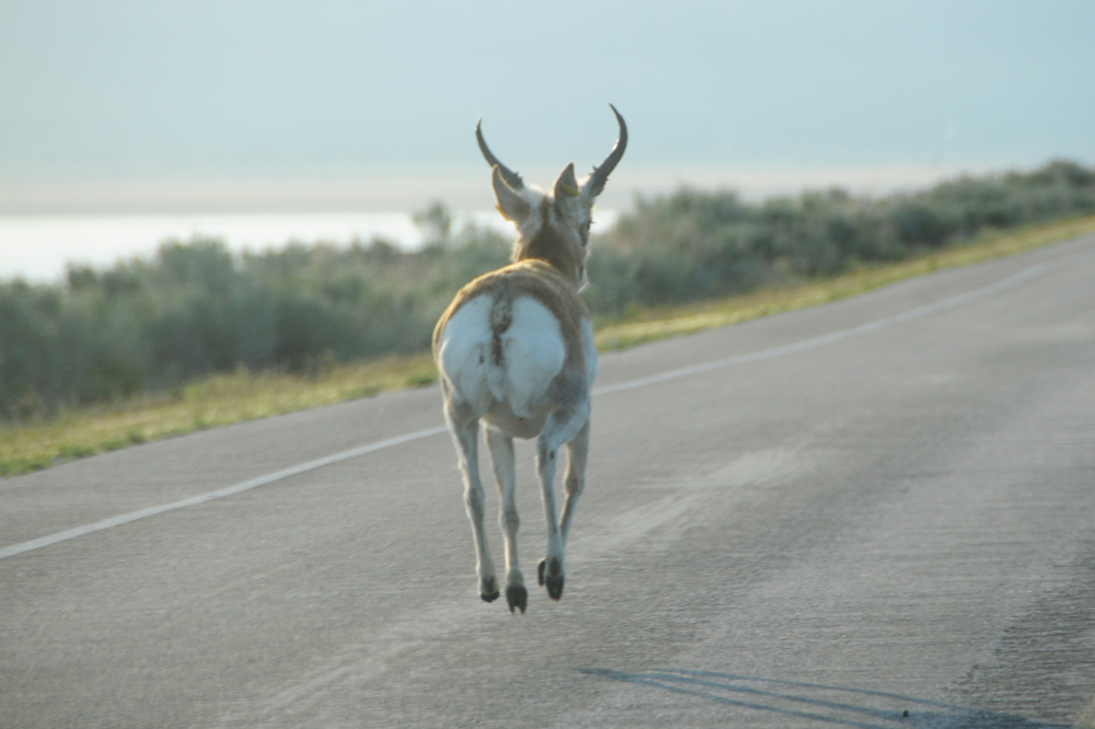 Pronghorn Pronghorn on Antelope Island Utah