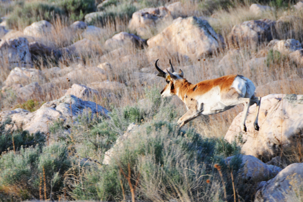 Pronghorn Running pronghorn on Antelope Island Utah