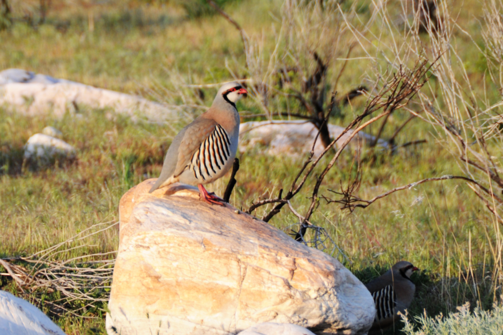 Chukar Chukar on Antelope Island Utah