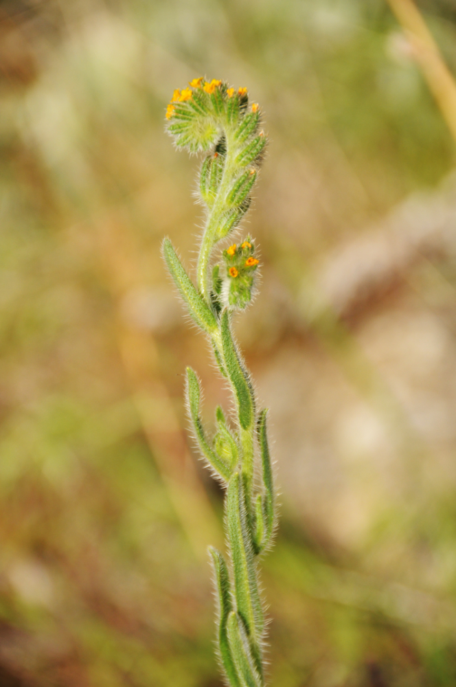 Plant on Antelope Island Plant on Antelope Island Utah