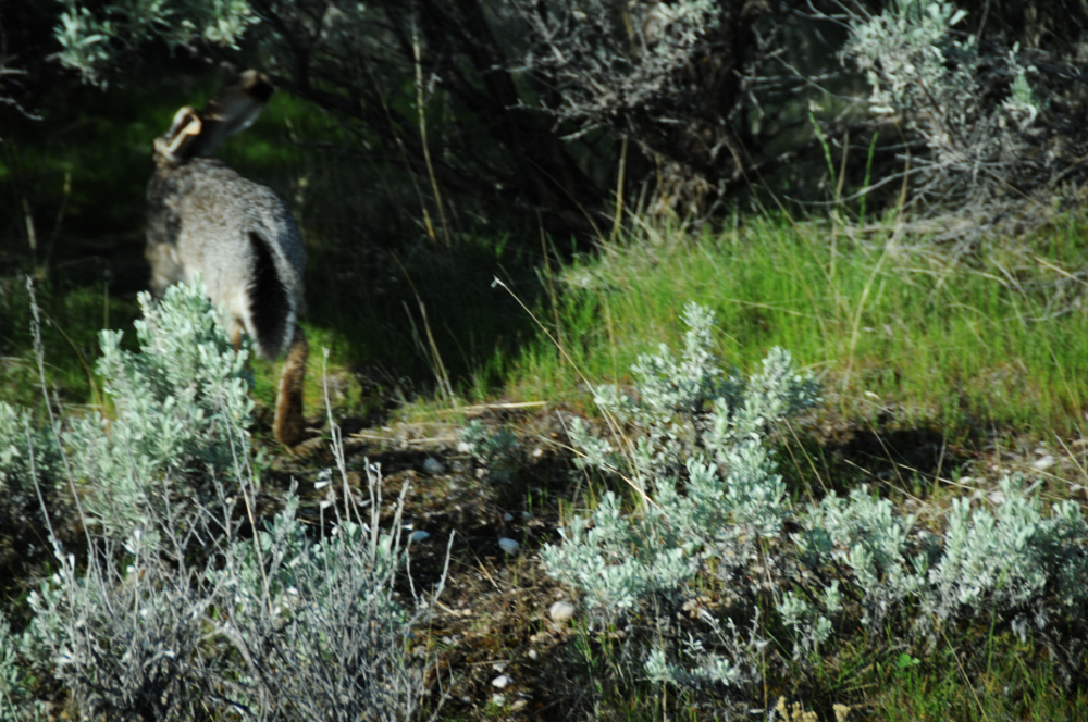 Rabbit Rabbit on Antelope Island Utah