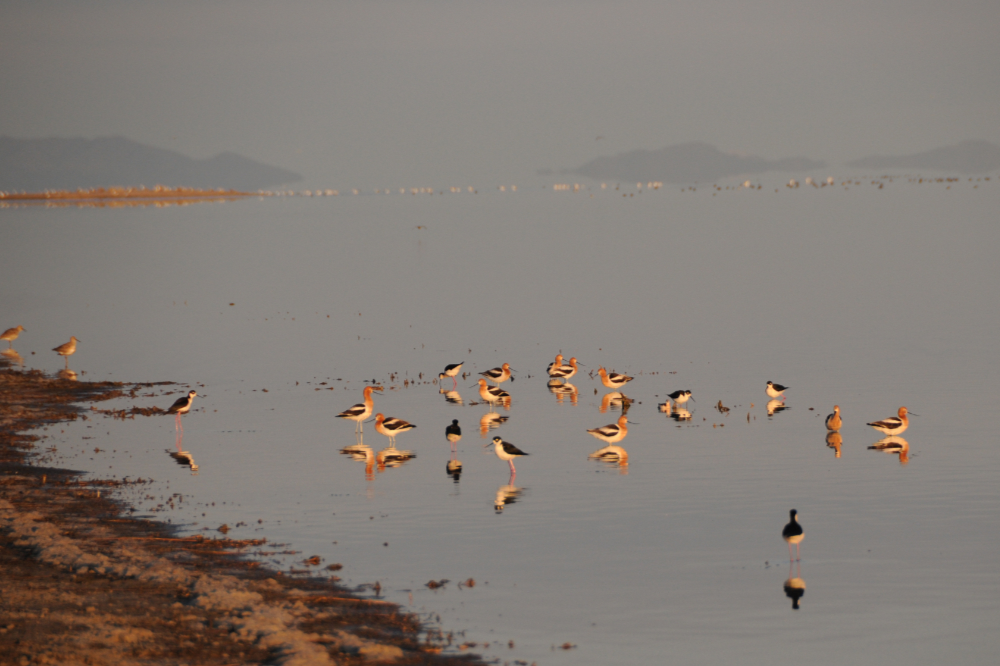 Great Salt Lake Birds Waterfowl at the Great Salt Lake Utah