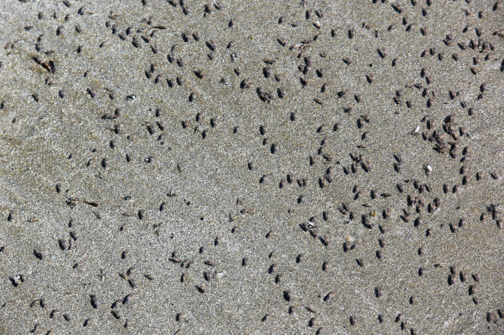 Brine Flies Brine flies at the Great Salt Lake Utah