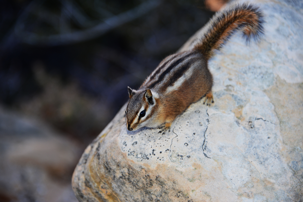 Angels Landing Chipmunk Chipmunk on Angels Landing Zion National Park
