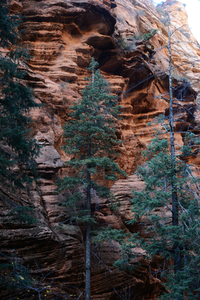 Angels Landing Trail Trees along Angels Landing trail