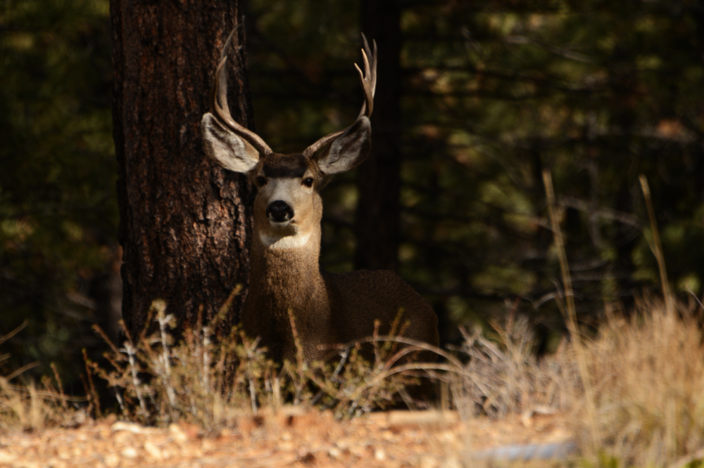 Mule Deer Mule deer in Zion National Park