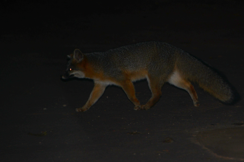 Red Fox Red fox in Zion National Park