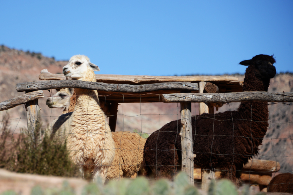 Llamas near Zion National Park