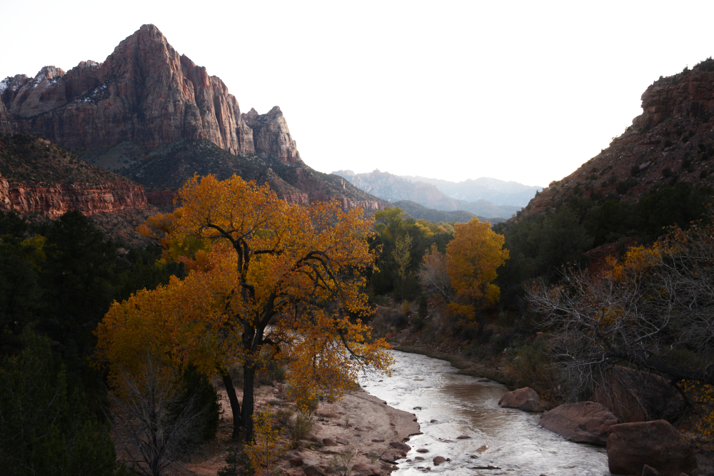 Virgin River Virgin River and fall colors in Zion National Park