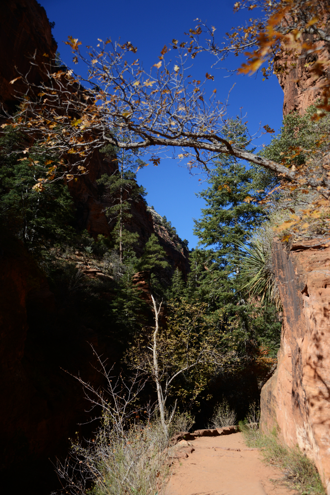 West Rim Trail West Rim Trail Zion National Park