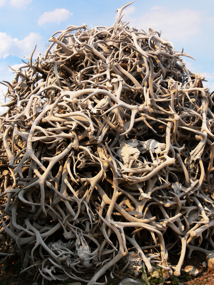 Antlers Antlers displayed at Old Trail Town in Cody Wyoming