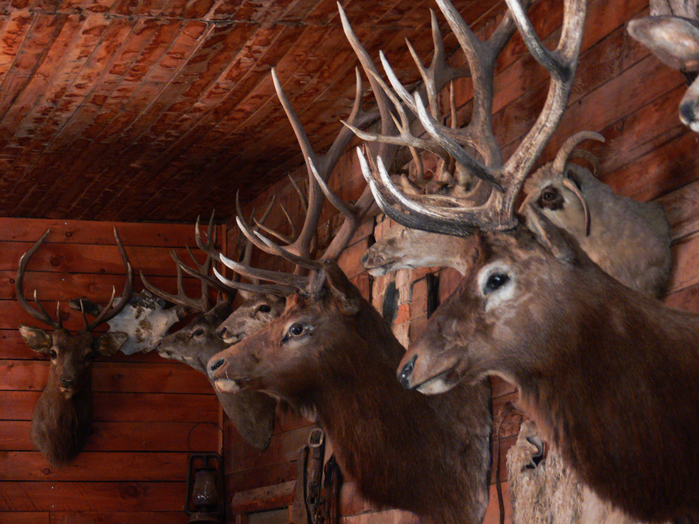 Deer Heads Mounted deer heads displayed at Old Trail Town in Cody