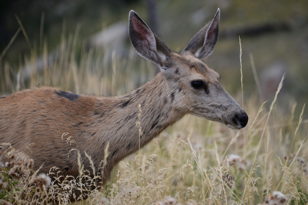 Deer Deer near Devils Tower Wyoming