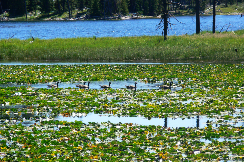 Geese Geese in Grand Teton National Park