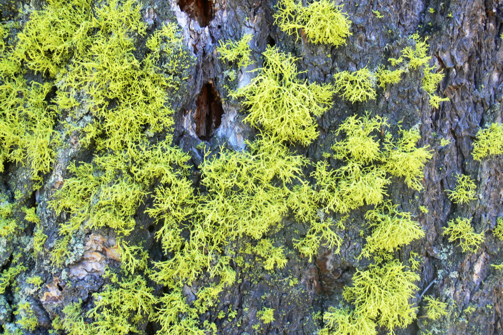 Moss Moss growing among rocks in Grand Teton National Park