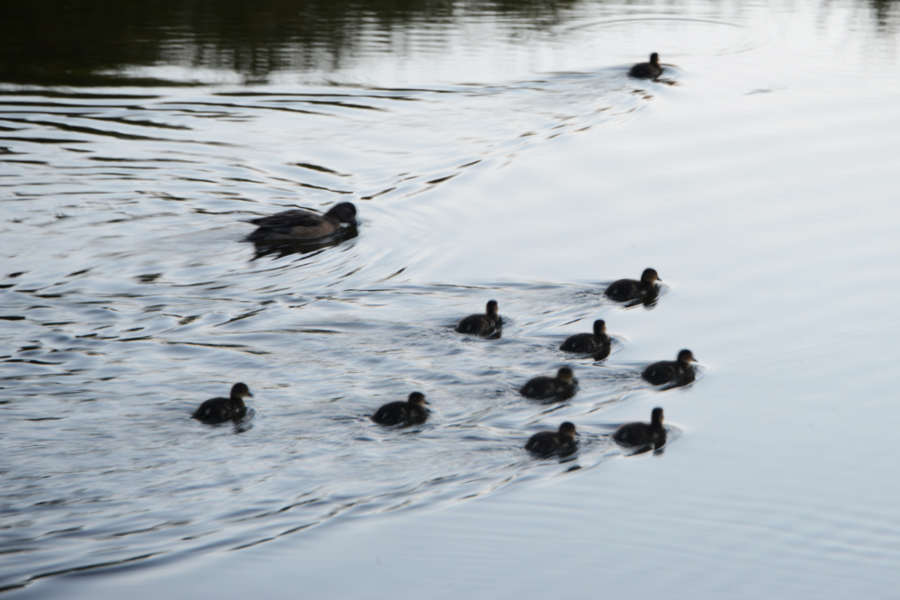 Ducks Ducks swimming on a lake in Grand Teton National Park
