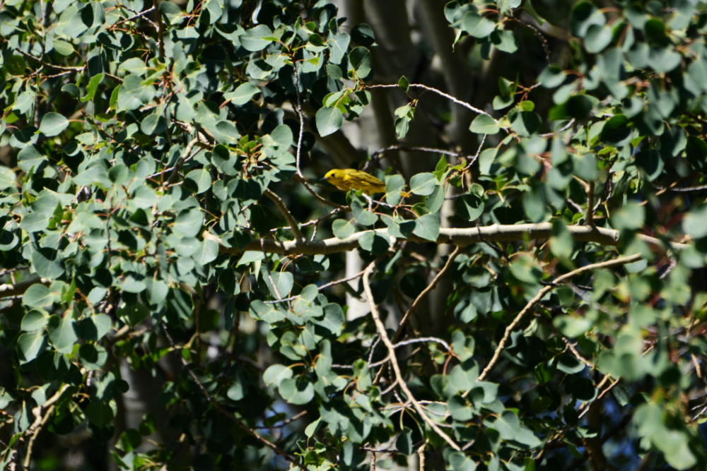 Finch Small bird photographed in Grand Teton National Park