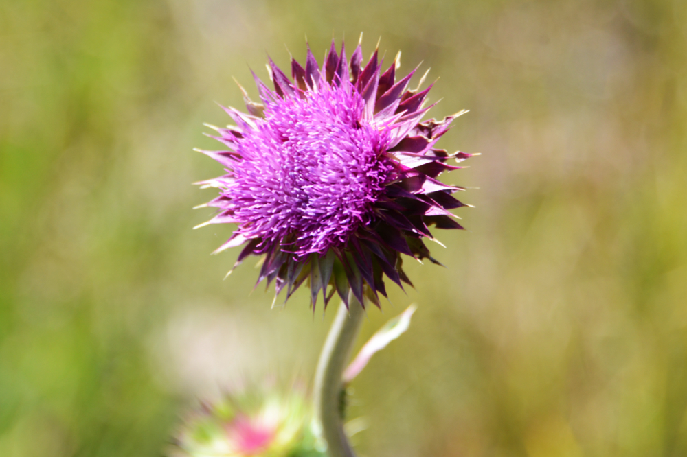 Wildflower Wildflower growing in Grand Teton National Park