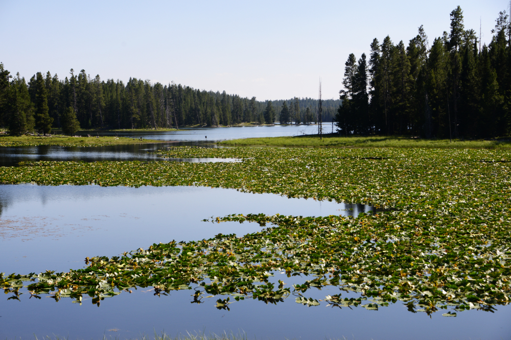 Heron Lake Heron and lake scenery in Grand Teton National Park