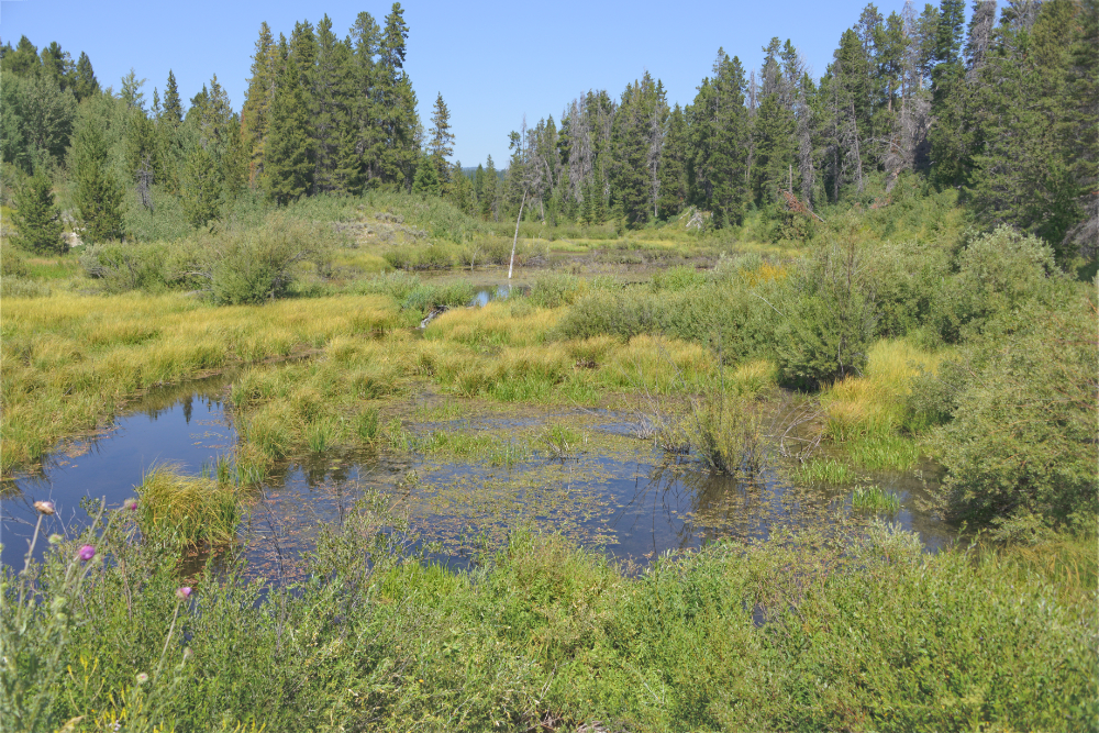 Grand Teton Pond Pond and natural scenery in Grand Teton National Park