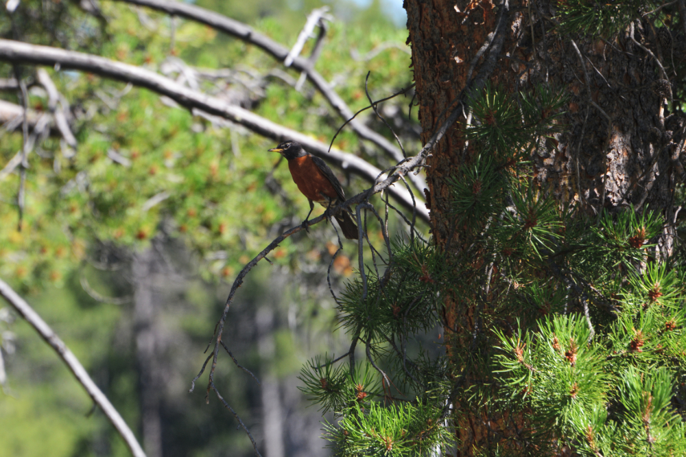 Robin Robin in Grand Teton National Park